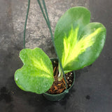 Hoya Kerrii "reverse variegated" (Hanging Basket)