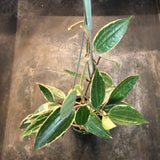 Hoya Latifolia variegated margins AKA macrophylla albo marginata (hanging basket)