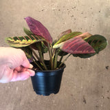 Red Maranta aka Red Prayer Plant