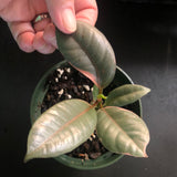 Ficus Belize aka Ruby Red Ficus