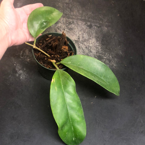 Hoya Monetteae
