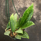 Hoya Verticillata splash (hanging basket)