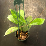 Hoya Callistophylla (hanging basket)