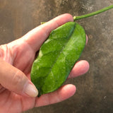 Hoya Globulosa (hanging basket)