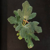 Chicago Hardy Fig Bush