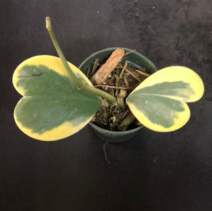 Hoya Kerrii "variegated margin" AKA albo marginata