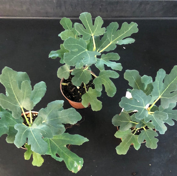 Chicago Hardy Fig Bush