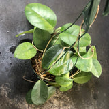 Hoya Fungii (Hanging Basket)