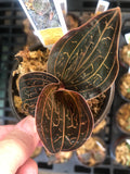 Anoectochilus Chapaensis AKA "Golden Jewel Orchid"
