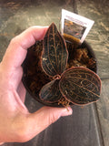 Anoectochilus Chapaensis AKA "Golden Jewel Orchid"