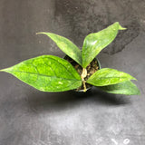 Hoya Germany sp.