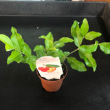 Barbados Cherry 'Acerola' Bush