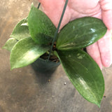 Hoya Merrillii (hanging basket)