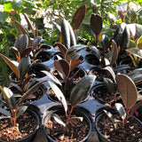 Burgundy Ficus aka Rubber Tree