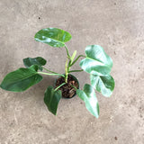 Philodendron Green Emerald