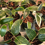 Hoya Latifolia variegated margins AKA macrophylla albo marginata