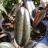 Burgundy Ficus aka Rubber Tree