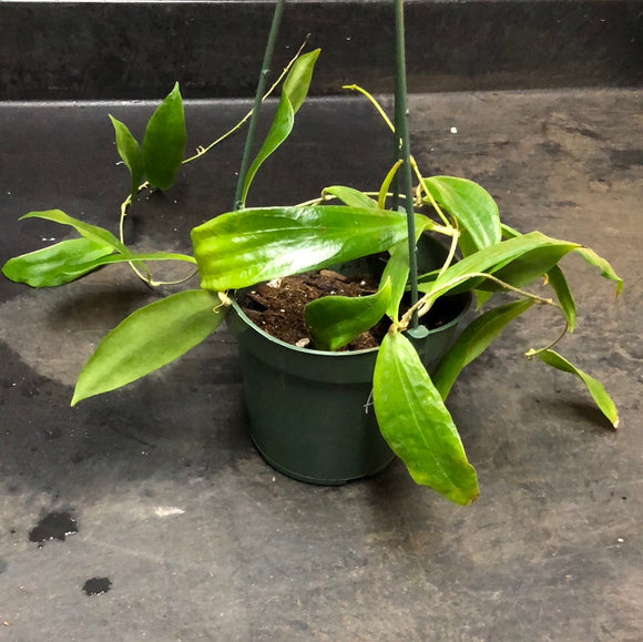 Hoya Blashernaezii ssp. 'Siariae