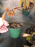 Cranberry Hibiscus (Hibisus acetocella)