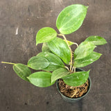 Hoya Merrillii