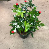 Reindeer Philodendron AKA Philodendron Pedatum in hanging basket