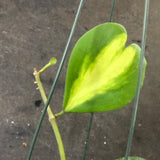 Hoya Kerrii "reverse variegated" (Hanging Basket)