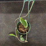 Hoya Caudata (Hanging Basket)