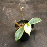 Hoya Moonshadow (outer variegated) AKA 'Eclipse' Incrassata