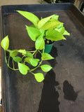 Neon Pothos