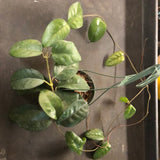 Hoya Fungii (Hanging Basket)