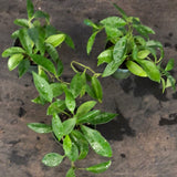 Hoya Carnosa ‘Jade’