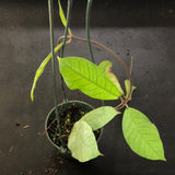 Hoya Meredithii (Hanging Basket)