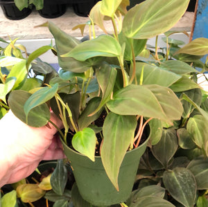 Philodendron Micans ‘bronze’