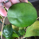 Hoya Nathalie (hanging basket)