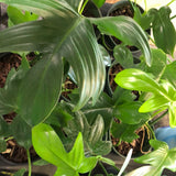 Philodendron Pedatum AKA Reindeer Philodendron