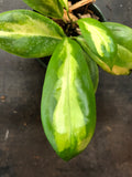Hoya Moonshadow Incrassata