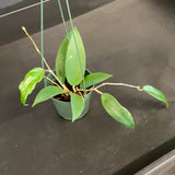 Hoya EPC 145 (Hanging Basket)