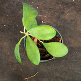 Hoya Elmeri