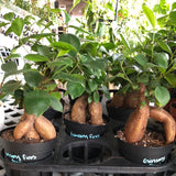 Ginseng Ficus
