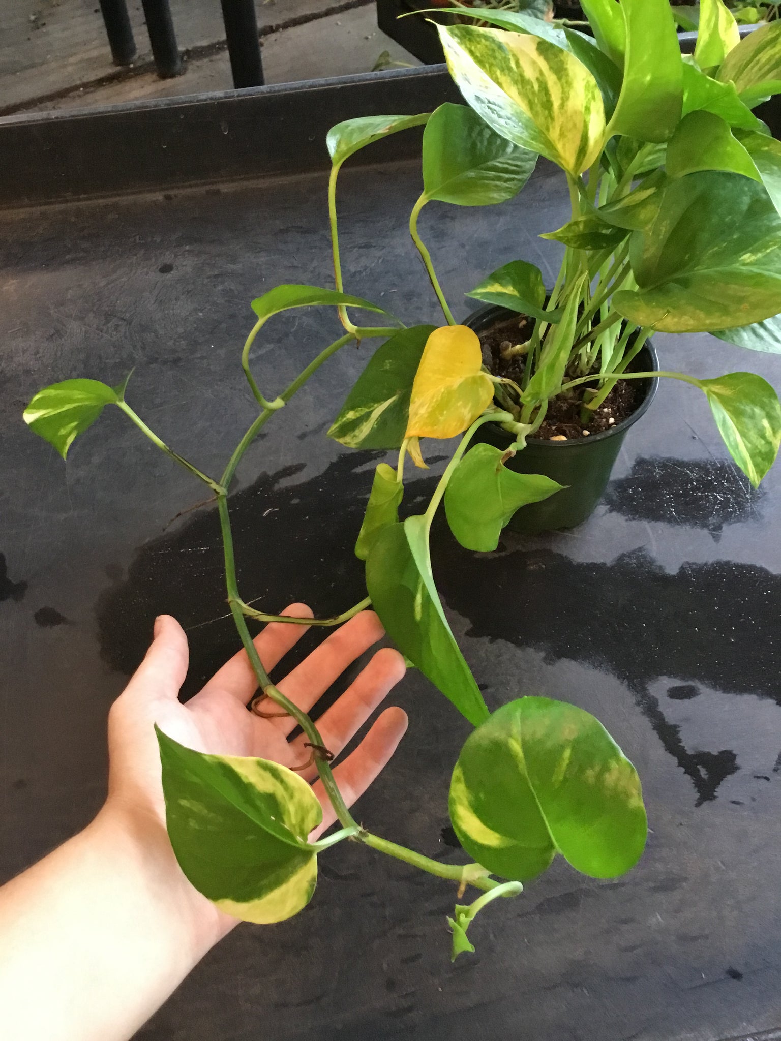 hawaiian golden pothos Golden Pothos (Epipremnum Aureum "Golden") aka Hawaiian Pothos – Christine's Tropical & Exotic Plants