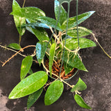 Hoya EPC 301 black leaf