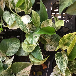 Marble Queen Pothos (Epipremnum Aureum 'Marble Queen")