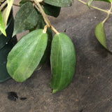 Hoya Pottsii 0616 (hanging basket)