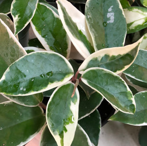 Hoya Carnosa "Krimson Queen"