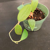 Hoya Bhutanica