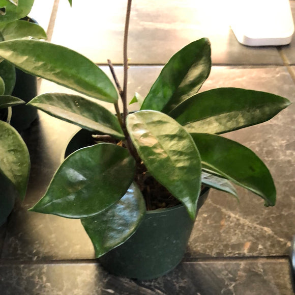 Hoya RHM 002 “Ligia”