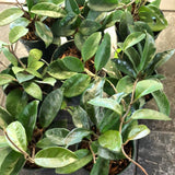Hoya RHM 002 “Ligia”