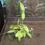 Hoya Bhutanica (Hanging Basket)