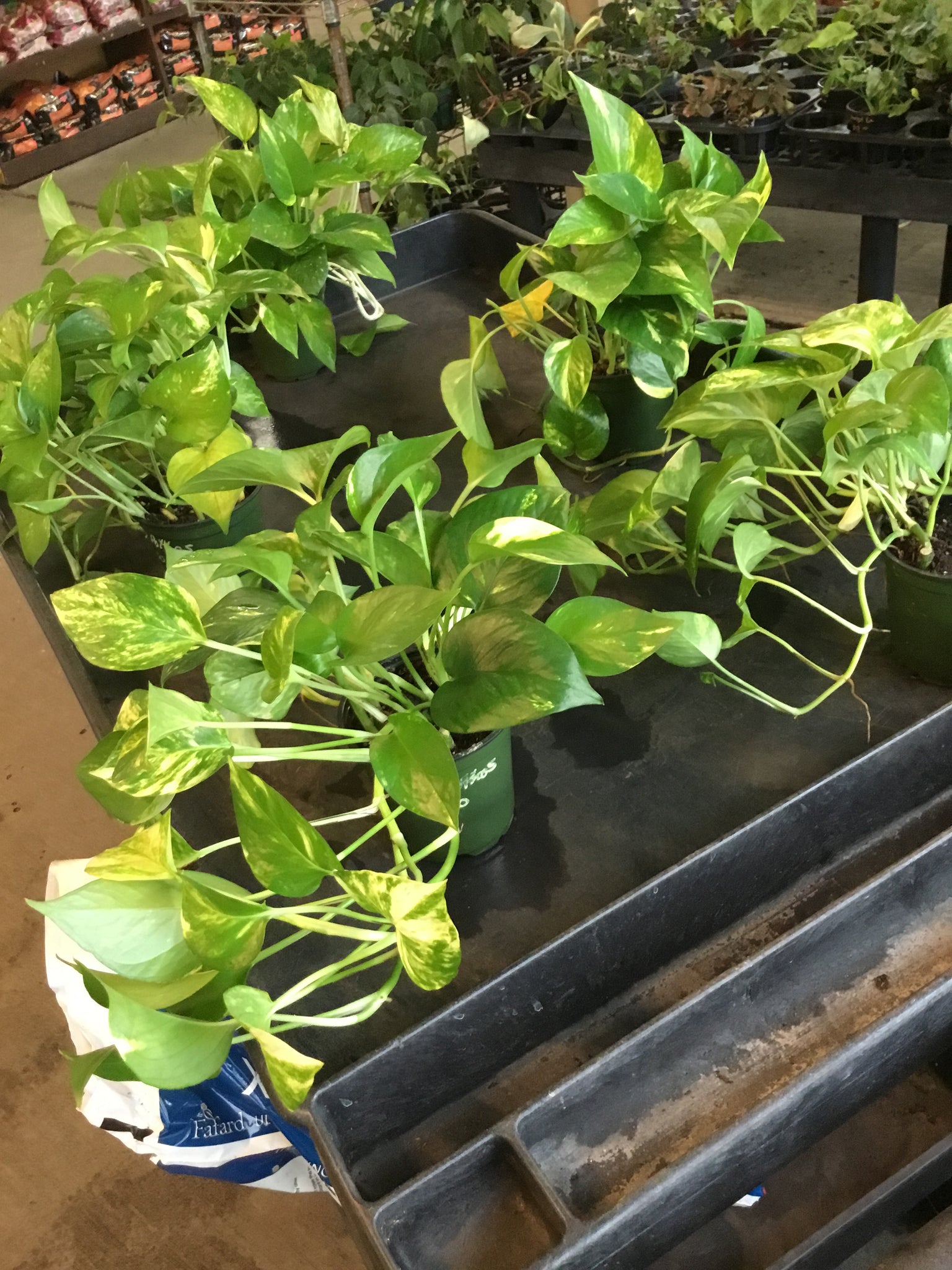 golden hawaiian pothos Golden Pothos (Epipremnum Aureum "Golden") aka Hawaiian Pothos – Christine's Tropical & Exotic Plants