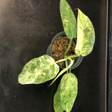 Philodendron Jose Buono